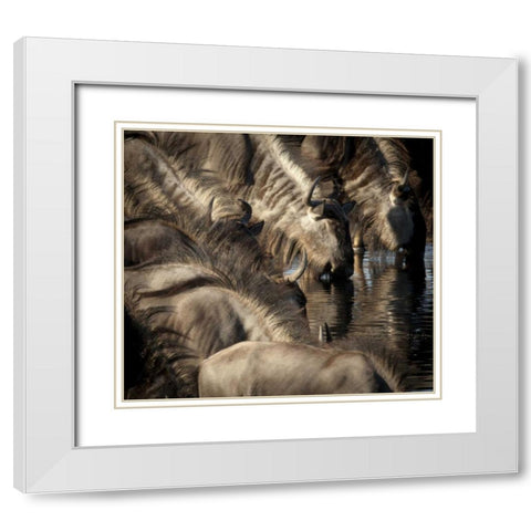 Namibia, Etosha NP Blue wildebeests drinking White Modern Wood Framed Art Print with Double Matting by Kaveney, Wendy