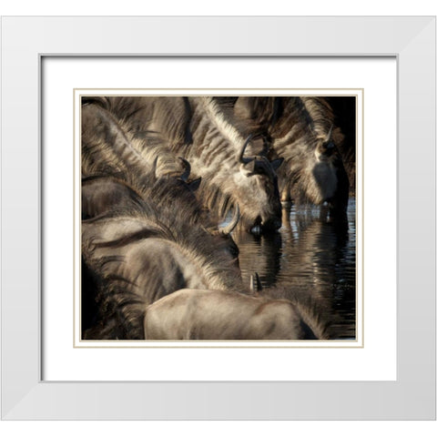 Namibia, Etosha NP Blue wildebeests drinking White Modern Wood Framed Art Print with Double Matting by Kaveney, Wendy