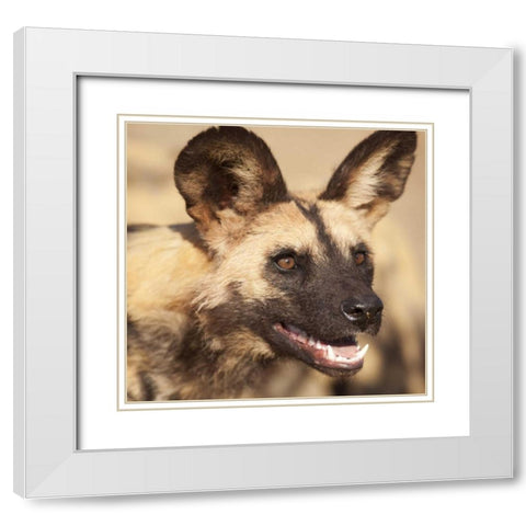 Namibia, Harnas African wild dog White Modern Wood Framed Art Print with Double Matting by Kaveney, Wendy