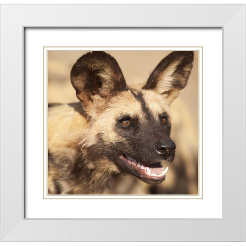 Namibia, Harnas African wild dog White Modern Wood Framed Art Print with Double Matting by Kaveney, Wendy