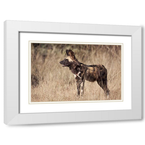Namibia, Harnas Side An African wild dog White Modern Wood Framed Art Print with Double Matting by Kaveney, Wendy