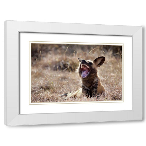 Namibia A yawning African wild dog White Modern Wood Framed Art Print with Double Matting by Kaveney, Wendy