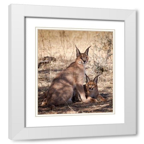 Namibia, Harnas Caracal pair White Modern Wood Framed Art Print with Double Matting by Kaveney, Wendy