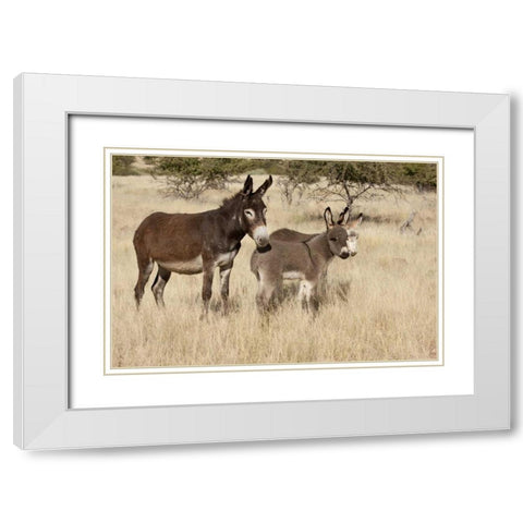 Namibia Adult and young donkeys in dry grass White Modern Wood Framed Art Print with Double Matting by Kaveney, Wendy