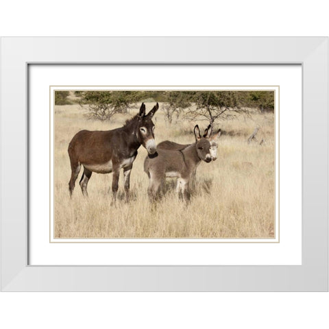 Namibia Adult and young donkeys in dry grass White Modern Wood Framed Art Print with Double Matting by Kaveney, Wendy