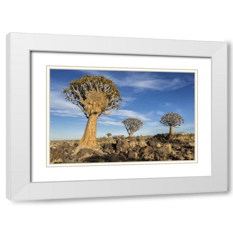 Africa, Namibia Quiver trees and boulders White Modern Wood Framed Art Print with Double Matting by Kaveney, Wendy