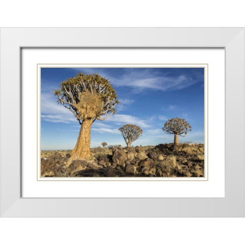 Africa, Namibia Quiver trees and boulders White Modern Wood Framed Art Print with Double Matting by Kaveney, Wendy
