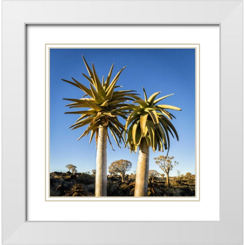 Africa, Namibia Close-up of two quiver trees White Modern Wood Framed Art Print with Double Matting by Kaveney, Wendy