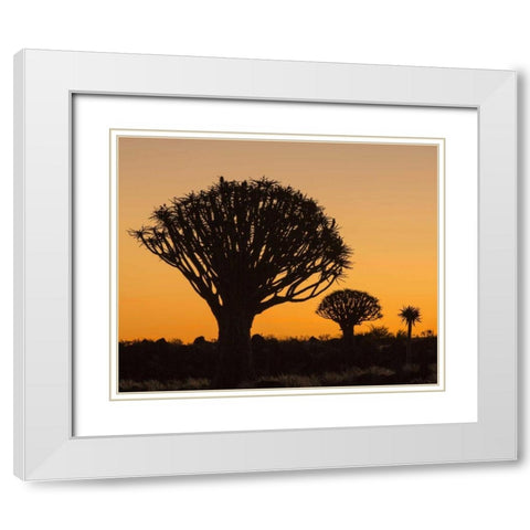 Africa, Namibia Quiver trees at twilight White Modern Wood Framed Art Print with Double Matting by Kaveney, Wendy