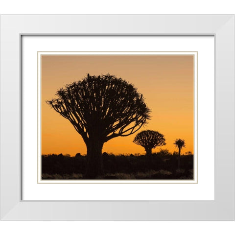 Africa, Namibia Quiver trees at twilight White Modern Wood Framed Art Print with Double Matting by Kaveney, Wendy