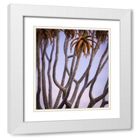 Africa, Namibia Close-up of quiver tree White Modern Wood Framed Art Print with Double Matting by Kaveney, Wendy