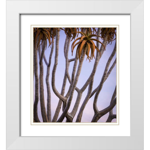 Africa, Namibia Close-up of quiver tree White Modern Wood Framed Art Print with Double Matting by Kaveney, Wendy