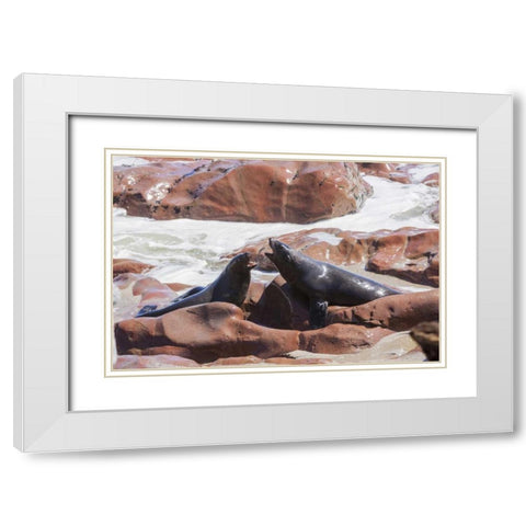 Namibia, Skeleton Coast Two cape fur seals White Modern Wood Framed Art Print with Double Matting by Kaveney, Wendy