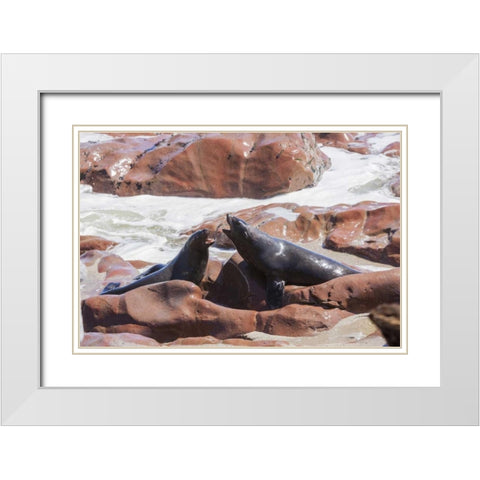 Namibia, Skeleton Coast Two cape fur seals White Modern Wood Framed Art Print with Double Matting by Kaveney, Wendy