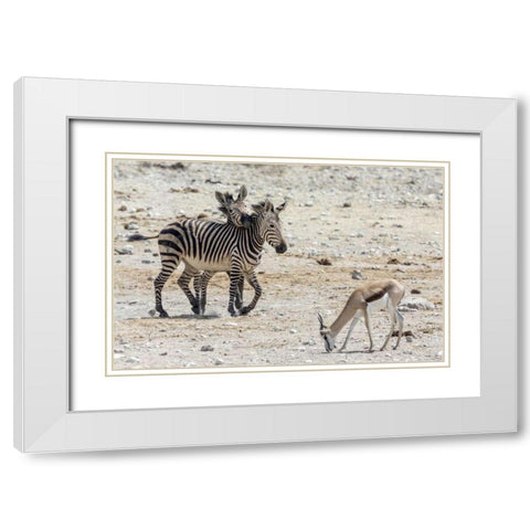 Africa, Namibia, Etosha NP Zebras and springbok White Modern Wood Framed Art Print with Double Matting by Kaveney, Wendy