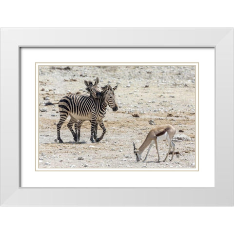 Africa, Namibia, Etosha NP Zebras and springbok White Modern Wood Framed Art Print with Double Matting by Kaveney, Wendy