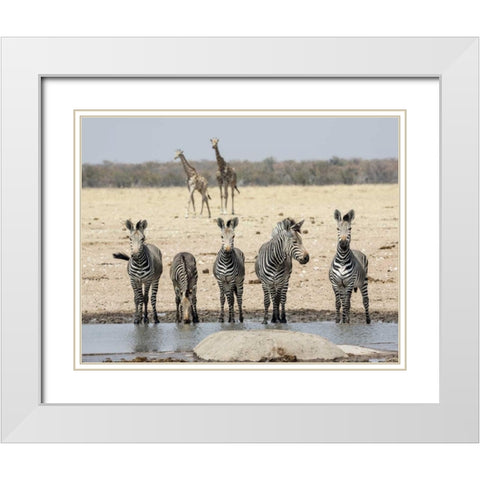 Namibia, Etosha NP Zebras and giraffes at water White Modern Wood Framed Art Print with Double Matting by Kaveney, Wendy