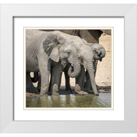 Namibia, Etosha NP Elephants drinking at water White Modern Wood Framed Art Print with Double Matting by Kaveney, Wendy