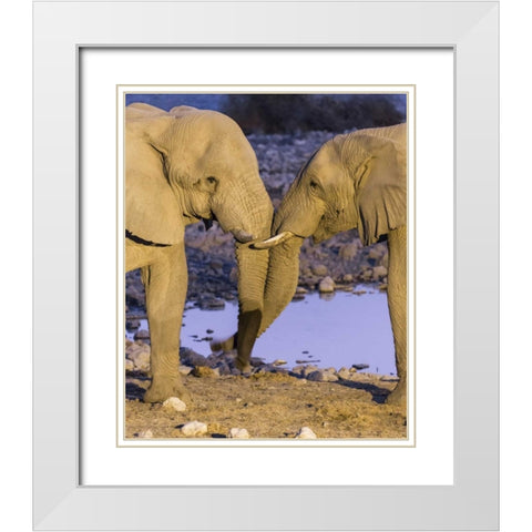 Namibia, Etosha NP Elephants greeting at dusk White Modern Wood Framed Art Print with Double Matting by Kaveney, Wendy