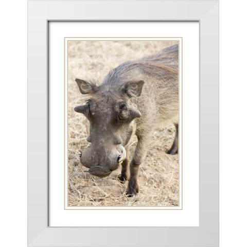 Africa, Namibia, Windhoek, Okapuka Ranch Warthog White Modern Wood Framed Art Print with Double Matting by Kaveney, Wendy