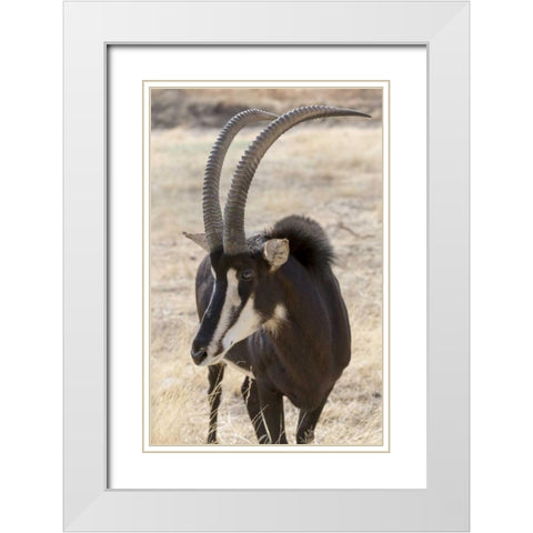 Namibia, Windhoek, Okapuka Ranch Sable antelope White Modern Wood Framed Art Print with Double Matting by Kaveney, Wendy