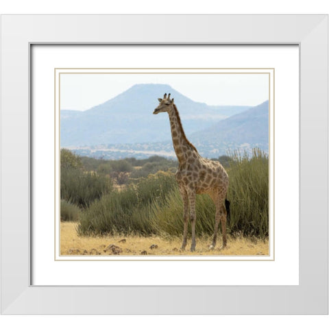 Namibia, Damaraland Solitary giraffe White Modern Wood Framed Art Print with Double Matting by Kaveney, Wendy