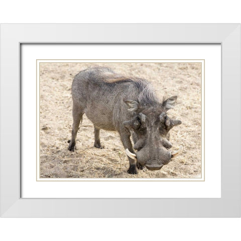Africa, Namibia, Windhoek, Okapuka Ranch Warthog White Modern Wood Framed Art Print with Double Matting by Kaveney, Wendy