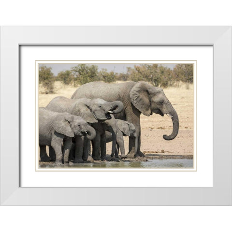 Namibia, Etosha NP Elephants drinking White Modern Wood Framed Art Print with Double Matting by Kaveney, Wendy
