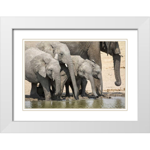 Namibia, Etosha NP Elephants drinking White Modern Wood Framed Art Print with Double Matting by Kaveney, Wendy