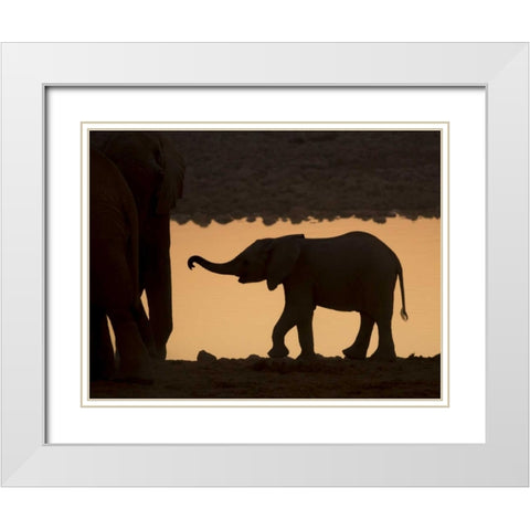 Namibia, Etosha NP Baby elephant at sunset White Modern Wood Framed Art Print with Double Matting by Kaveney, Wendy