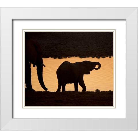 Namibia, Etosha NP Baby elephant at sunset White Modern Wood Framed Art Print with Double Matting by Kaveney, Wendy