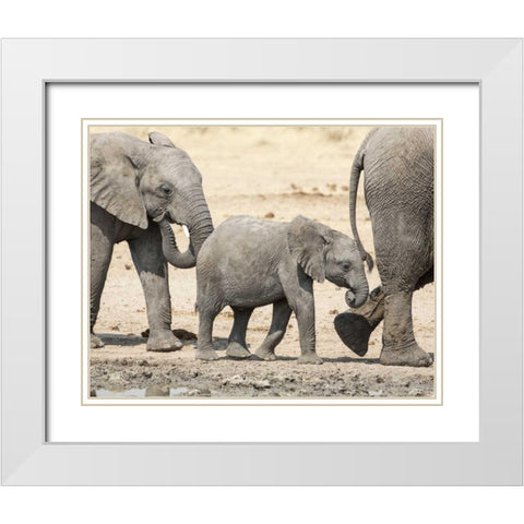 Namibia, Etosha NP Baby elephant walking White Modern Wood Framed Art Print with Double Matting by Kaveney, Wendy