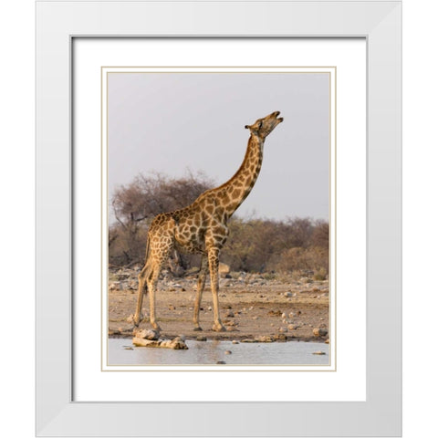 Namibia, Etosha NP Giraffe drinking at waterhole White Modern Wood Framed Art Print with Double Matting by Kaveney, Wendy