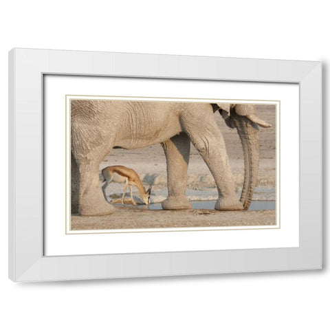 Namibia, Etosha NP, Drinking springbok at water White Modern Wood Framed Art Print with Double Matting by Kaveney, Wendy