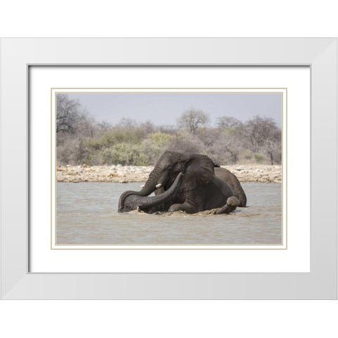 Namibia, Etosha NP Two elephants bathing White Modern Wood Framed Art Print with Double Matting by Kaveney, Wendy