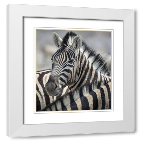 Namibia, Etosha NP Portrait of a Zebra White Modern Wood Framed Art Print with Double Matting by Kaveney, Wendy