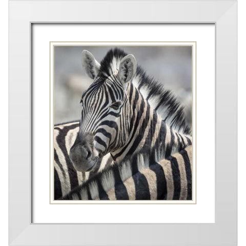 Namibia, Etosha NP Portrait of a Zebra White Modern Wood Framed Art Print with Double Matting by Kaveney, Wendy