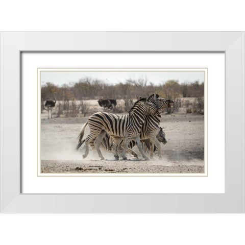 Namibia, Etosha NP Two zebras play fighting White Modern Wood Framed Art Print with Double Matting by Kaveney, Wendy