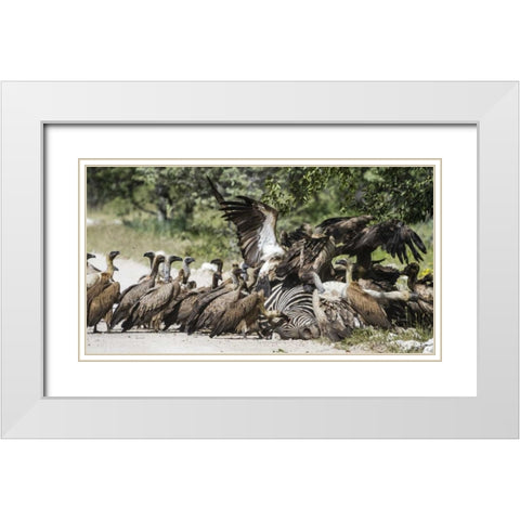 Namibia, Etosha NP Vultures on zebra carcass White Modern Wood Framed Art Print with Double Matting by Young, Bill