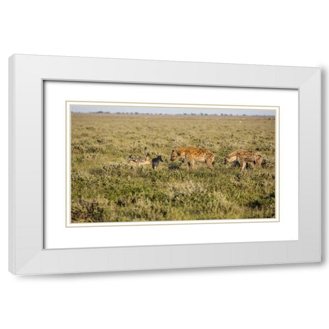 Namibia Hyenas and black-backed jackals eating White Modern Wood Framed Art Print with Double Matting by Young, Bill