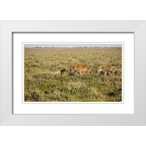 Namibia Hyenas and black-backed jackals eating White Modern Wood Framed Art Print with Double Matting by Young, Bill