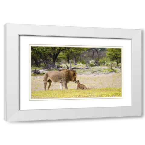 Namibia, Etosha NP Alpha male lion inspects cub White Modern Wood Framed Art Print with Double Matting by Young, Bill