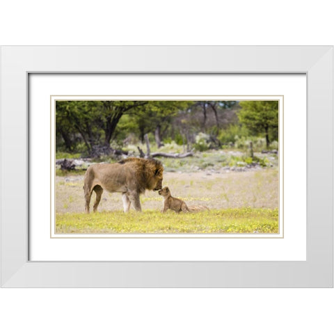 Namibia, Etosha NP Alpha male lion inspects cub White Modern Wood Framed Art Print with Double Matting by Young, Bill