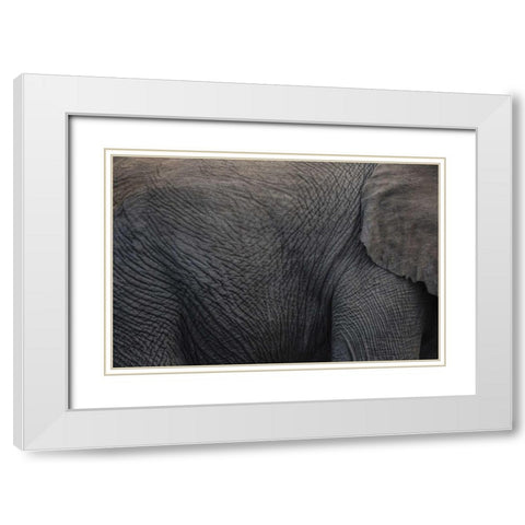 Namibia, Etosha NP Textured hide of elephant White Modern Wood Framed Art Print with Double Matting by Young, Bill