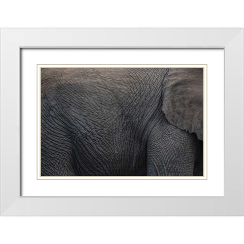 Namibia, Etosha NP Textured hide of elephant White Modern Wood Framed Art Print with Double Matting by Young, Bill