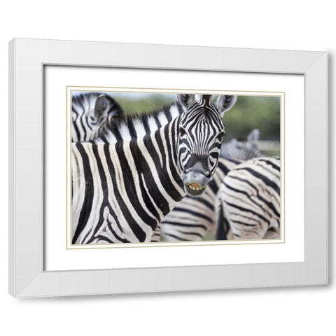 Namibia, Etosha NP Zebra looking at camera White Modern Wood Framed Art Print with Double Matting by Young, Bill