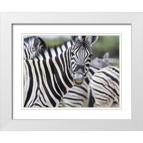 Namibia, Etosha NP Zebra looking at camera White Modern Wood Framed Art Print with Double Matting by Young, Bill