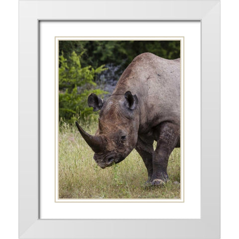 Namibia, Etosha NP Rhinoceros grazing on grass White Modern Wood Framed Art Print with Double Matting by Young, Bill