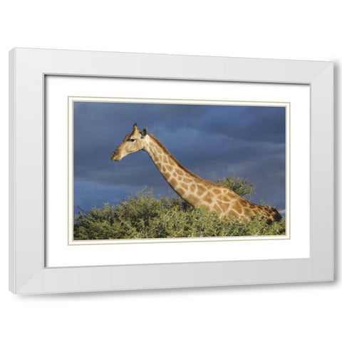 Namibia, Etosha NP Giraffe in camel thorn tree White Modern Wood Framed Art Print with Double Matting by Young, Bill