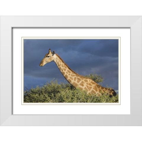 Namibia, Etosha NP Giraffe in camel thorn tree White Modern Wood Framed Art Print with Double Matting by Young, Bill